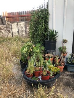 Plants