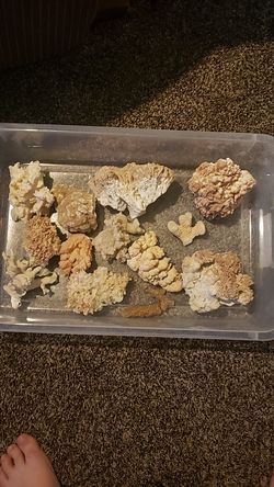 Natural dead Coral