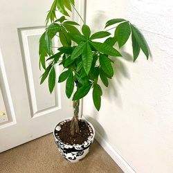 Money 💰 tree 🌴 plant 🪴