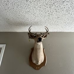 Buck Deer Head Wall Mount