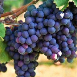 Concord Grape Starter Plant Fully Rooted