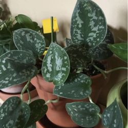 Pothos Satinado o Pothos Plateado