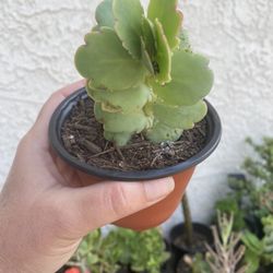 3 inch Pot Succulent Plant - Kalanchoe Scallop Lavender - starter rooted and ready to plant 