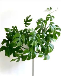 Lush Rare Trailing Mini Monstera Rhaphidophora tetrasperma plant/ indoor plant/ house plant/ flower patio garden split Leaf
