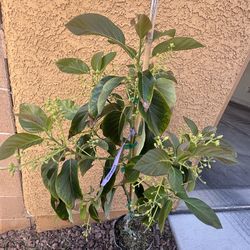 Zutano Avocado Tree Type B