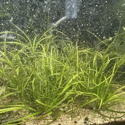 Aquatic Grass For Fish Tanks And Aquariums 