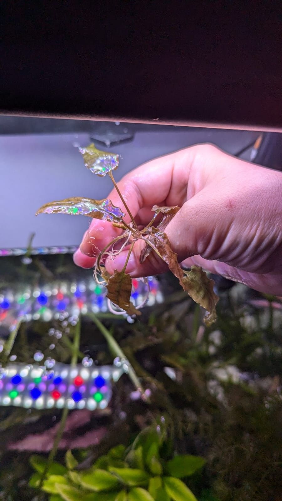 Cryptocoryne Wentii Brown