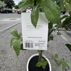 Target Plant Still With Tags