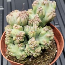 Many Hard To Find Cacti, Special Winter Sale.