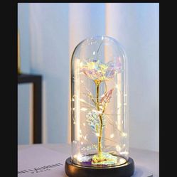 Lights Up Rose In Dome