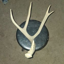 Deer Antler