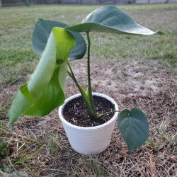 Monstera