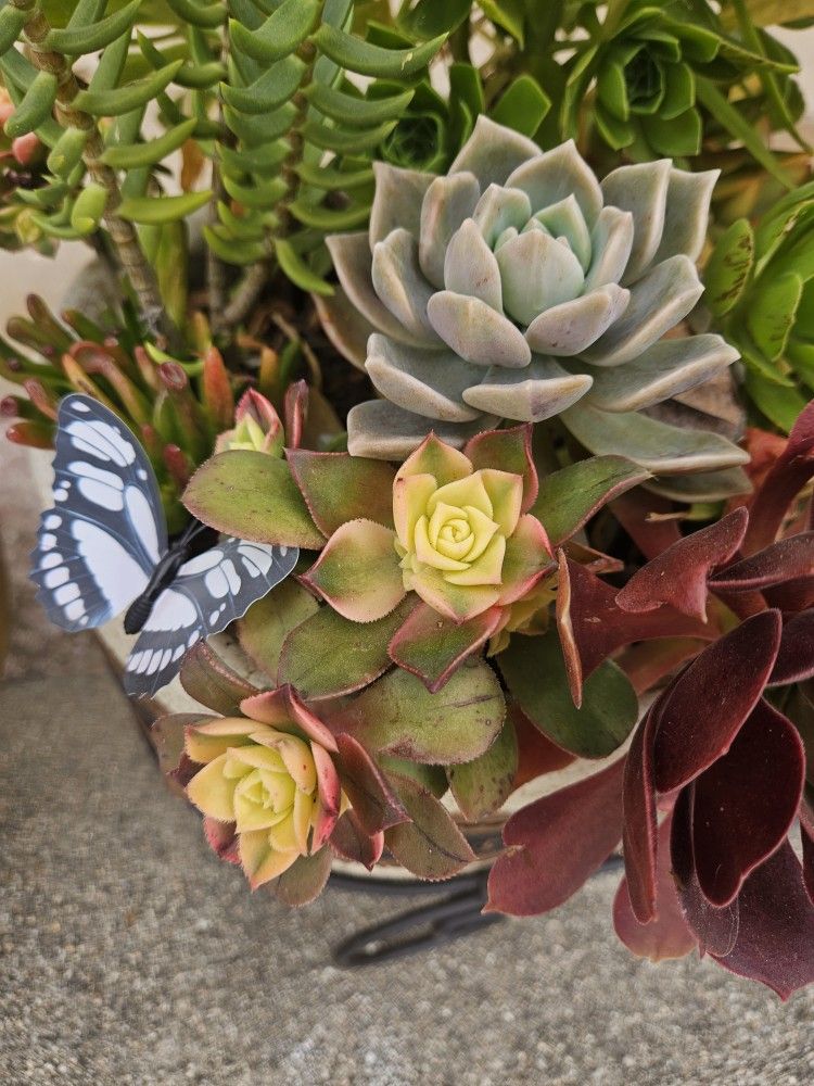 Everlasting Succulents With Beautiful Planter