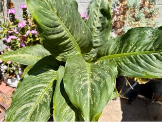 Dieffenbachia