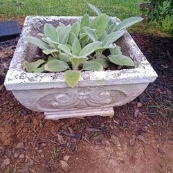Concrete Pot And Flour Pots With Flowers For Sale