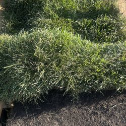 Grass