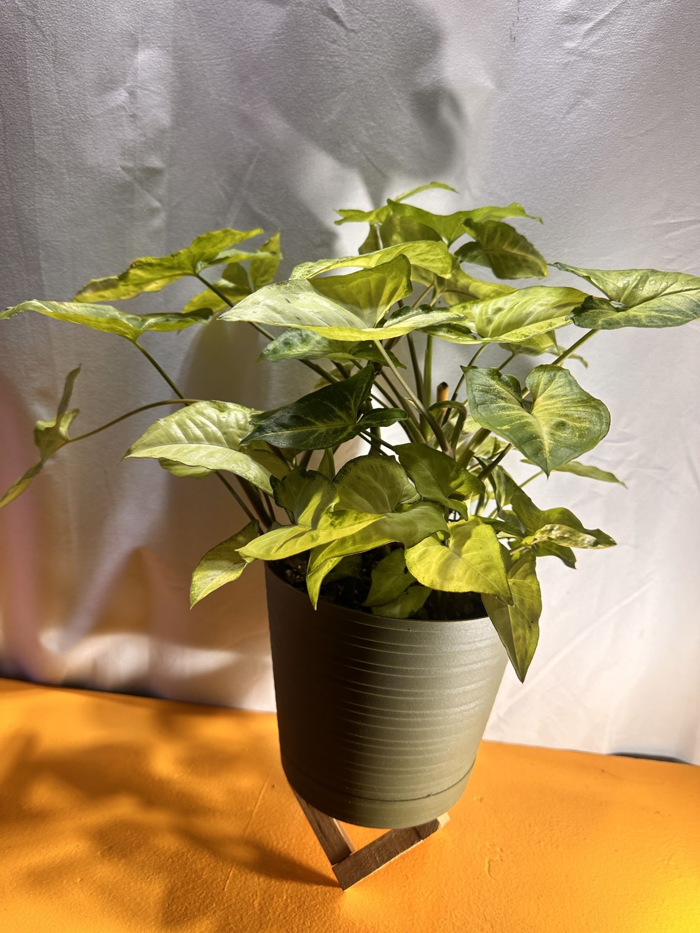 Arrowhead Plant in Self-Watering Pot