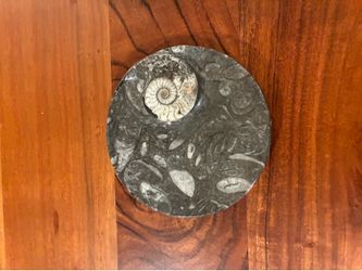 Ammonite Fossil Plate – Real Fossils