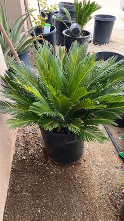 Sago Palm