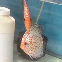 Fake Fish Decorations 