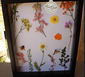 Taxidermy framed bugs