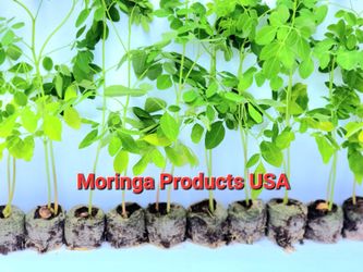 Moringa Plants 10 live Moringa Seedlings With Free Moringa Seeds, Includes Instruction & Seed Starting Instructions.