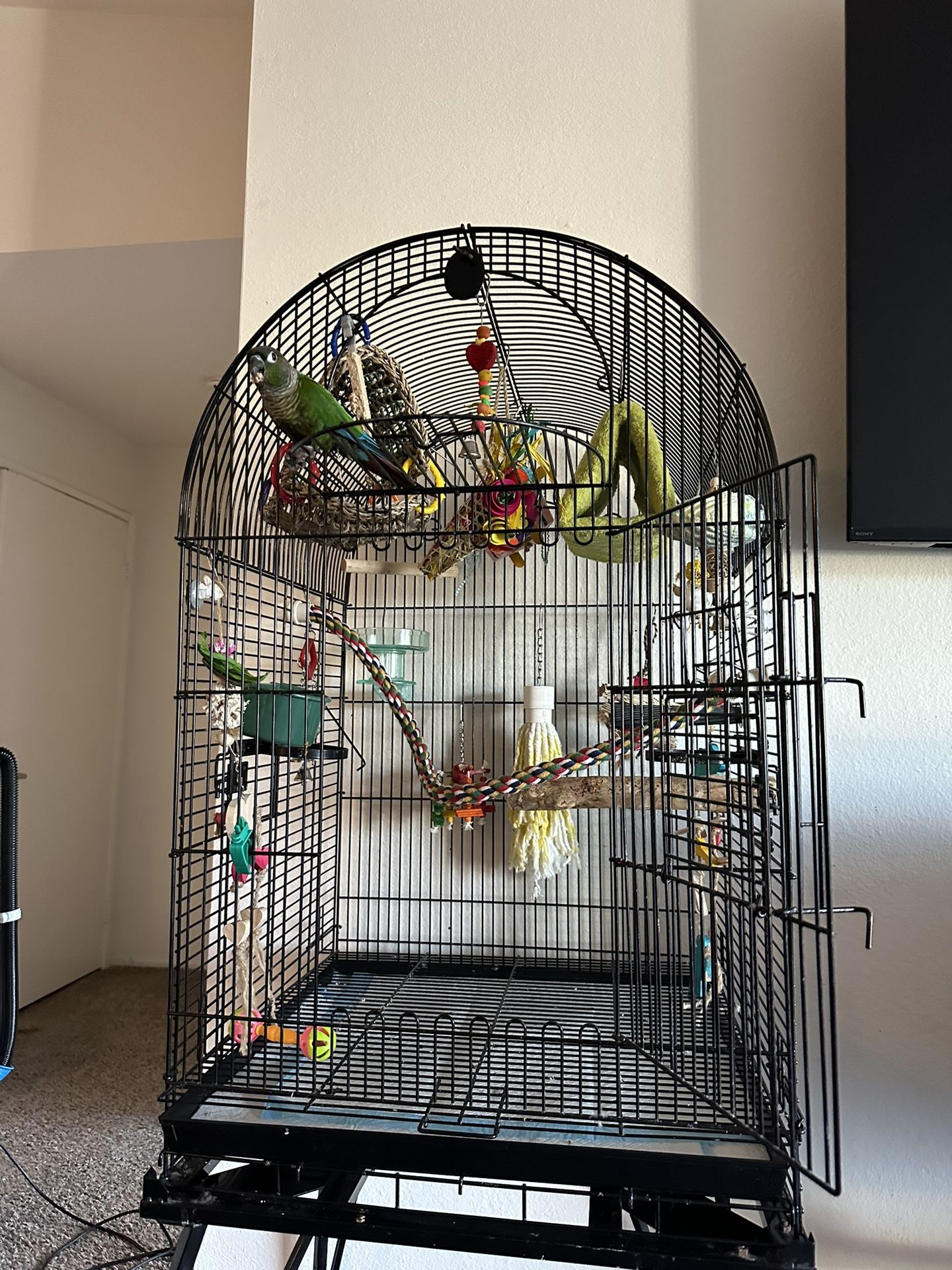 Bird Cage