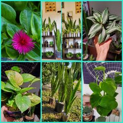 Cheap PLANTS. HEALTHY PLANTS.  MAKE an Offer For All Plants 