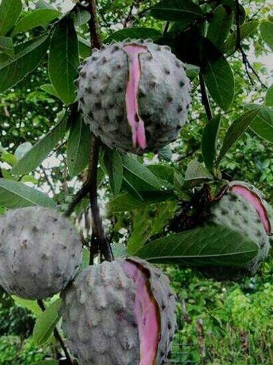 Árboles De ilamas O Anonas