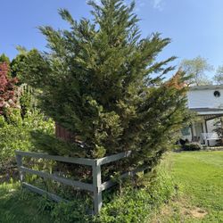 Trees Shrubs 