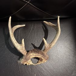 6 Point Deer Antlers 