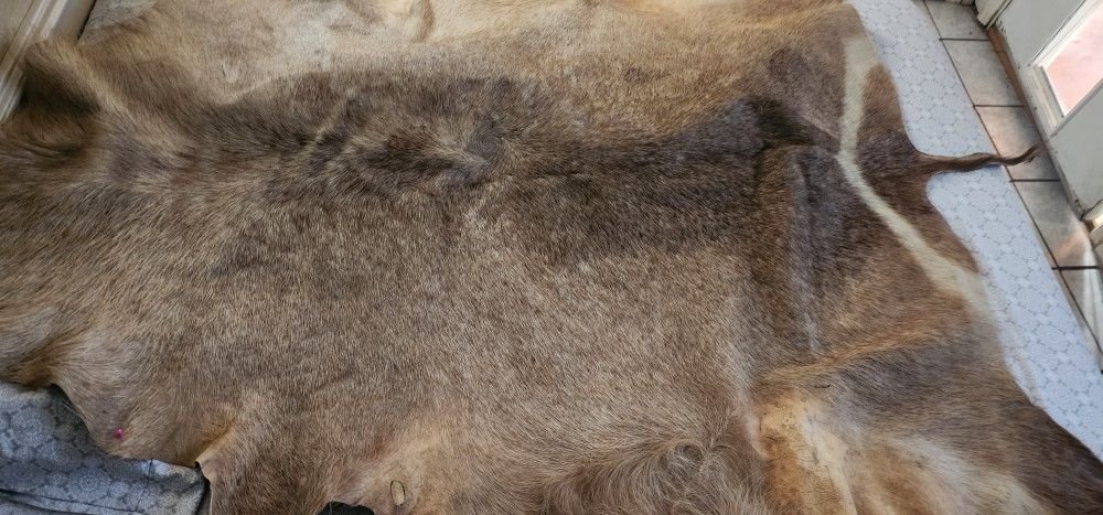 Deer Hide 