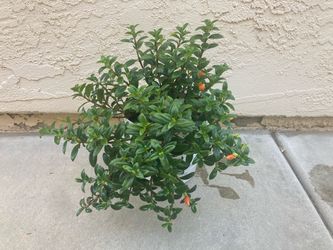 Goldfish Plant Nematanthus Gregarious Flowering Plant Houseplant in 7” White Plastic Planter