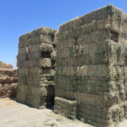 Alfalfa-2nd Cutting - Beautiful And Clean