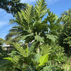 Potted BREADFRUIT TREES 