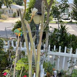 Cactus Plant With Flowers With Pot