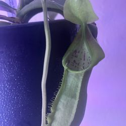 Nepenthes Spathulata 