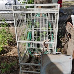 Bird Cage 