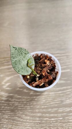 Hoya lac mint coin