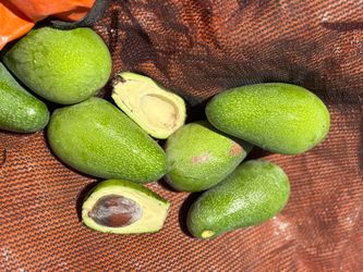Fresh Green Avocados