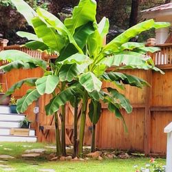 Banana Plant