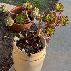Succulents In 13” Ceramic Pot 
