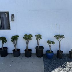 Cheapest Jade trees on the market