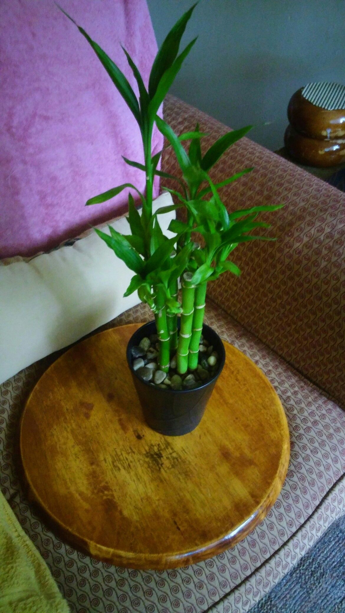 Plant Natural Bamboo Attractives leaves End vase the porcelain plant REAL