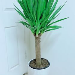 Yuca Elephantipes/Yuca Cane - Indoor/Outdoor  Plant - Ceramic Pot Not Including 