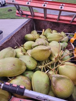 Fresh Coconuts
