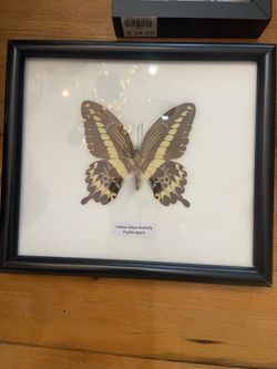Real butterfly decor