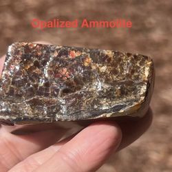 Natural Dragonskin Opalized Ammolite Fossil from Canada 73g