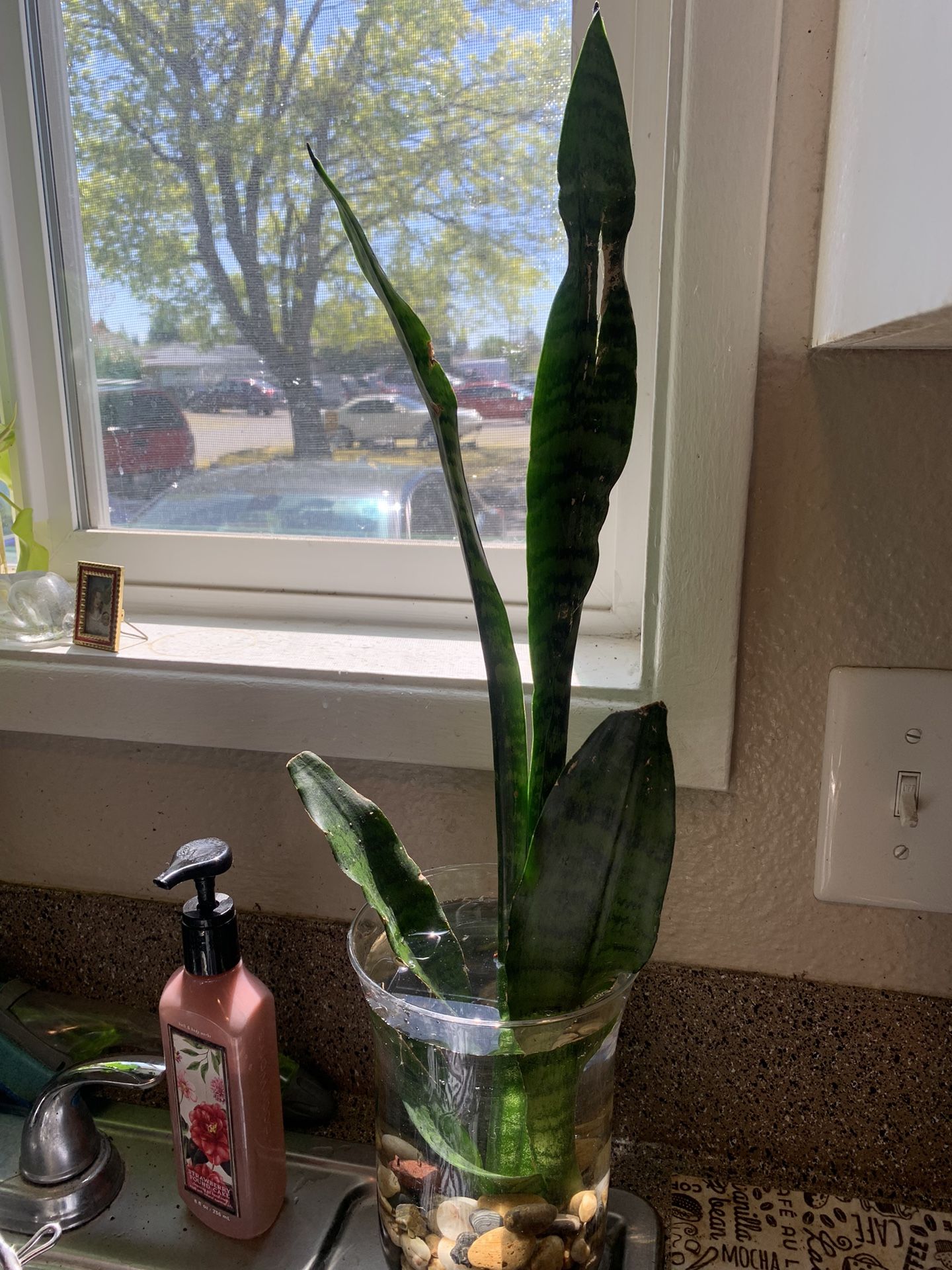 Snake Plant 