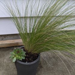 Beautiful Gift Idea: Live Plants In Ceramic Pot Holder